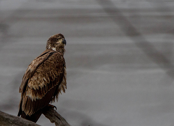 eagle-10