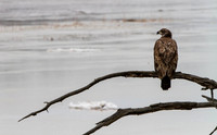 eagle-15