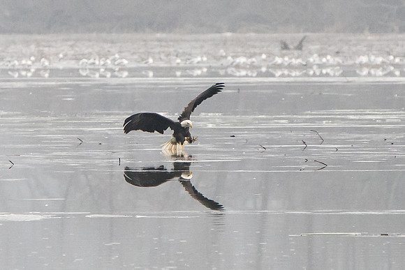 eagles05