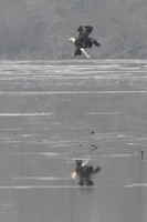 eagles01