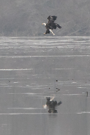 eagles01