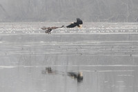 eagles04
