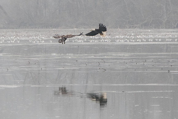 eagles04